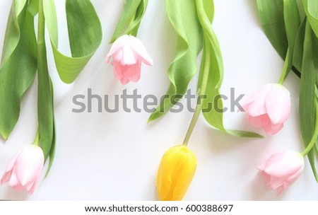 Multicolored tulips background. Pink. Yellow