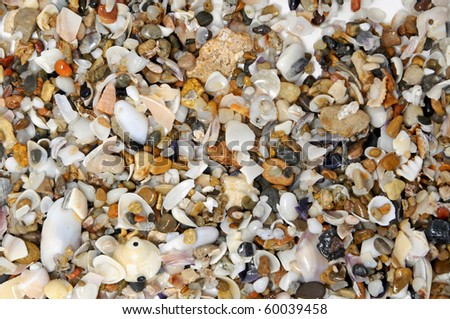 background made with a pile of seashells