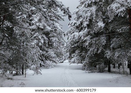 Winter landscape at forest with snow. Latvia, Europe.