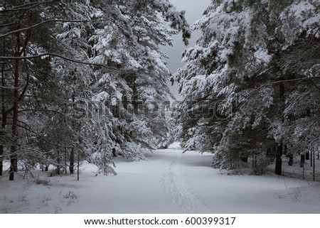 Winter landscape at forest with snow. Latvia, Europe.