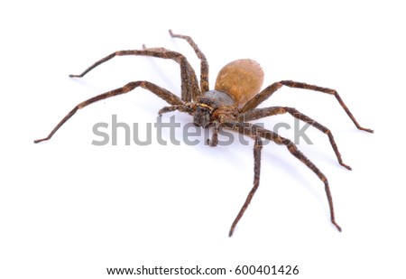Brown spider on white Royalty-Free Stock Photo #600401426