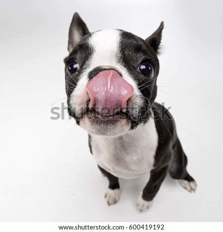 Wide angle shot of an adorable Boston terrier - studio shot, isolated on white.