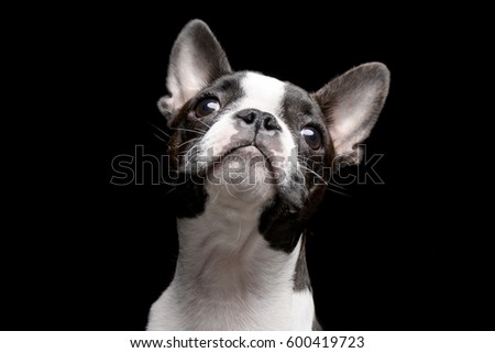 Portrait of an adarable Boston terrier - studio shot, isolated on black.