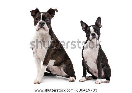 Studio shot of an adarable Boxer and a Boston terrier sitting on white background.