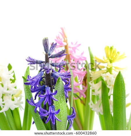 Group multicolored hyacinths with drops of water on a white background