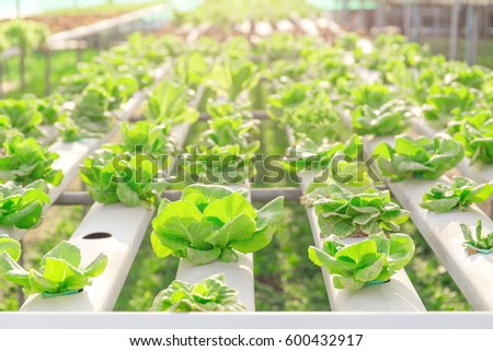 Hydroponics green vegetable farm Royalty-Free Stock Photo #600432917