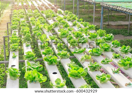 Hydroponics green vegetable farm Royalty-Free Stock Photo #600432929