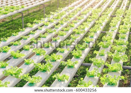 Hydroponics green vegetable farm Royalty-Free Stock Photo #600433256