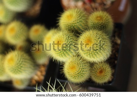 Globular cactus with sharp thorns looked beautiful.