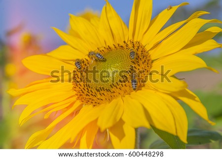 We can see a yellow sunflower which is enjoying the sunshine and the heat. It is blossoming in the summer. Four bumblebees are collecting nectar from a sunflower.