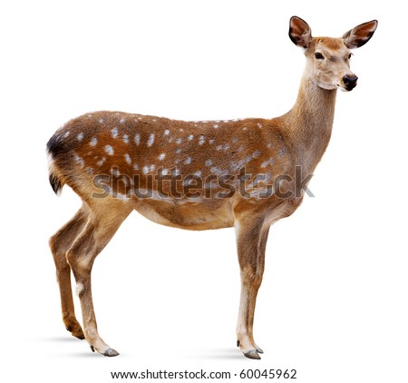 Sika Deer in front of white background, isolated.  The deer has turned a head and looks in a camera. Royalty-Free Stock Photo #60045962