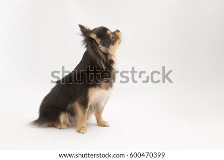 black and tan cream long coated Chihuahua isolated over white background  