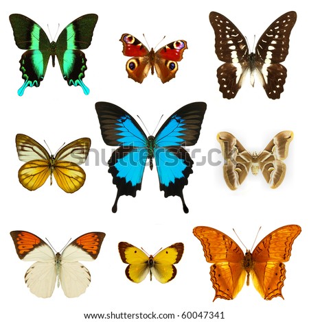 Collection of colored butterflies isolated on white
