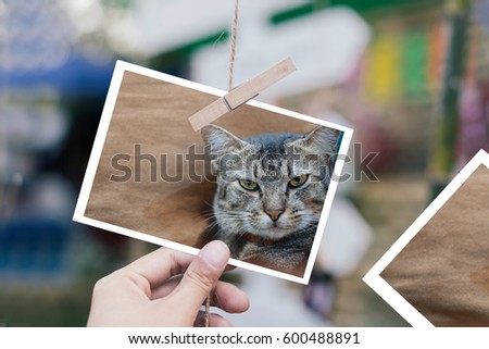White Photo in hand in selective focus with cat in frame