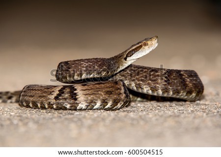 Jararaca (Bothrops jararaca) poisoning snake, photographed in Cariacica, Espí­rito Santo, Brazil. Atlantic forest biome. Royalty-Free Stock Photo #600504515