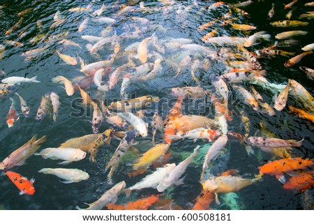 Colorful koi carps swimming in a dark pond