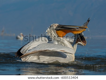 Dalmatian pelican