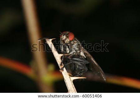 Blowfly (Calliphoridae) on a brunch
