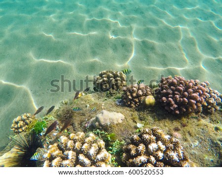 Coral reef formation on the sea bottom. Young coral formation on sand seabottom. Coral reef underwater photo. Snorkeling or diving banner template with text place. Summer holiday sport in seashore