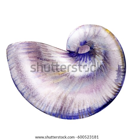 Nautilus sea shell isolated, watercolor illustration on white Royalty-Free Stock Photo #600523181