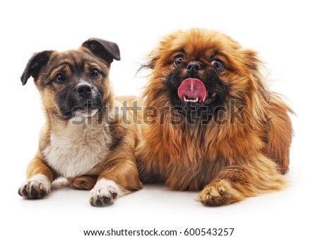 Two puppies isolated on a white background.