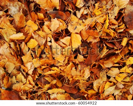 Warm colors of Autumn. Maple leaves covering the ground.