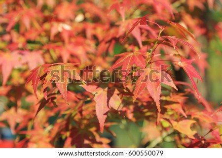Natural background of Japanese maple leave close up in autumn season at Kyoto, Japan