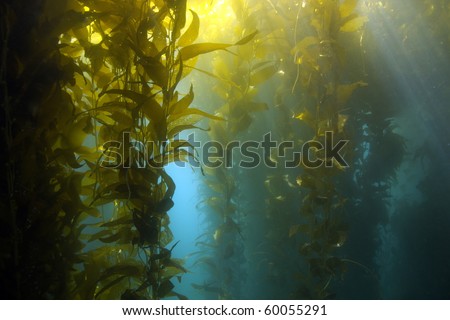 luscious green kelp forest underwater at casino point, catalina island, california, usa. vibrant exotic ocean reef Royalty-Free Stock Photo #60055291