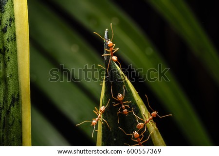 Closeup of ants.