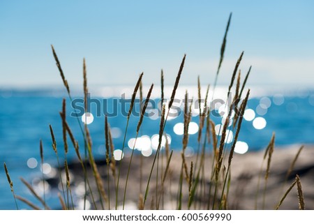 Summertime reeds against glittering sea
