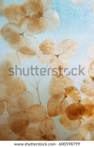Abstract background with brown dried flowers in ice