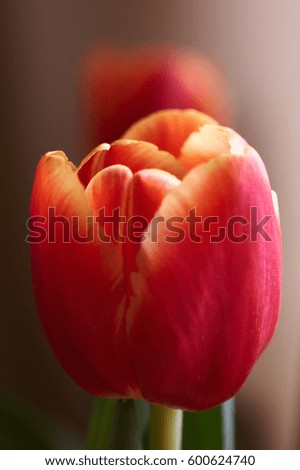 Beautiful red and yellow tulips blurred background, selective focus