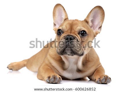 Studio shot of an adorable French bulldog lying on white background. Royalty-Free Stock Photo #600626852