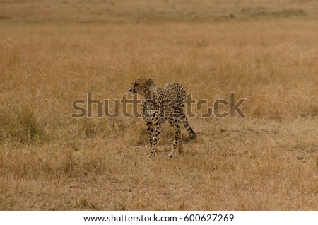Cheetah Masai Mara - Kenya