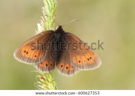 A rare Mountain Ringlet Butterfly (Erebia epiphron) perched on a plant in the mountains in the lake district. Royalty-Free Stock Photo #600627353