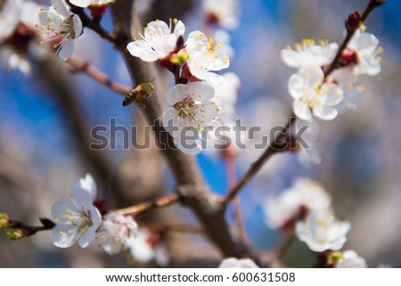  Gardening in spring. Spring Flowering branch on background blue sky. Cherry Blossom. White flowers on tree branch, selective focus. bee flew in the flower, pollinating flowering trees.