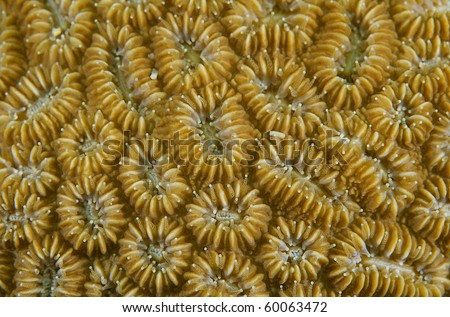 Elliiptical Star Coral(Dichoeniea stokesii) polyp detail. Picture taken in Broward County, Florida.