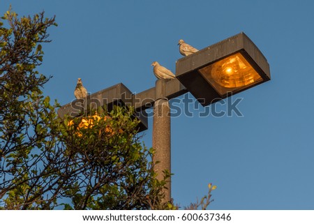 a group of three pigeons sitting on top of a lamp post in ala moana beach park near waikiki, Hawaii, oahu, USA