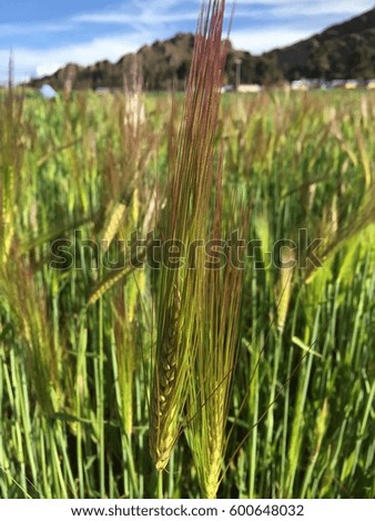 Closeup of a wheat stem in a field of wheat