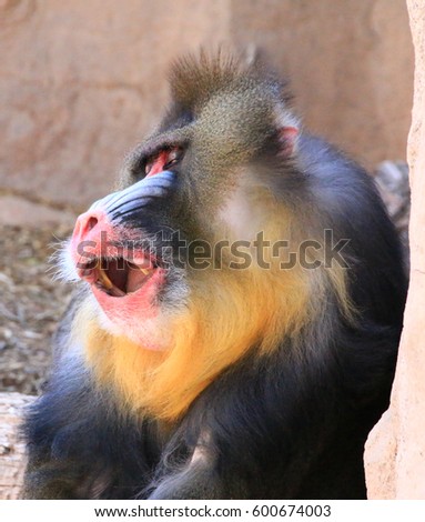 Mandrill mouth wide open