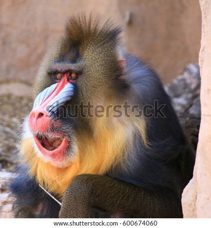 Mandrill mouth wide
