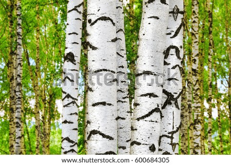 birch forest in sunlight in the morning