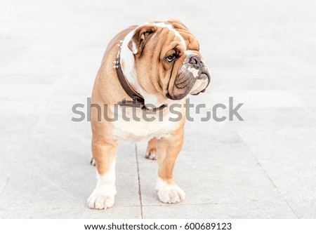 Portrait of English bulldog pup outdoor,selective focus 