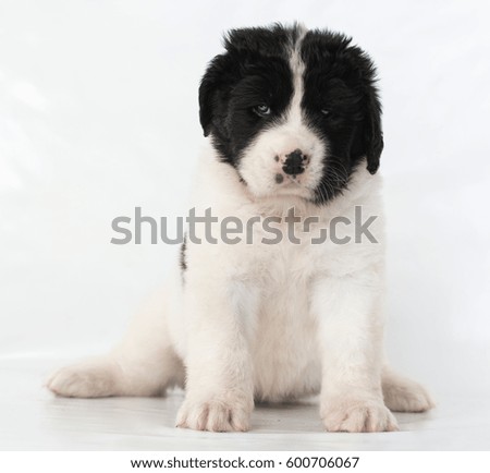 Landseer dog kennel pure breed white background