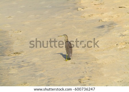 Bird hunts on Varkala Beach, Kerala, India