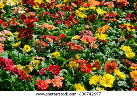  Various species of chrysanthemum flowers planted and grows in the Floria Garden in Putrajaya, Malaysia.