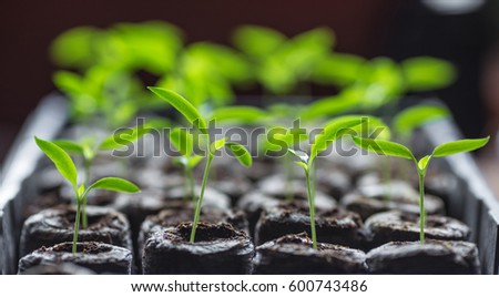 Young fresh seedling stands in plastic pots. cucumber plantation. cultivation of cucumbers in greenhouse. Cucumber seedlings sprout Selective focus and shallow Depth of field.