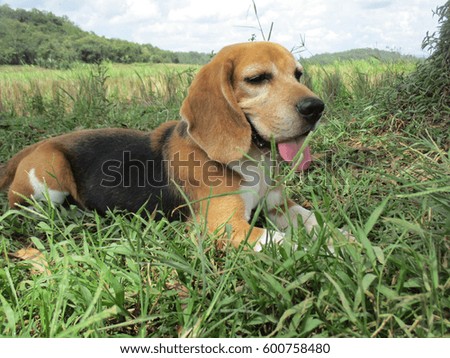 Beagle         