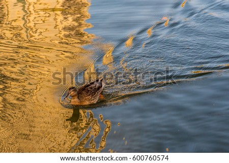 hawaiian koloa duck swims over golden sunset reflections from nearby buildings, and leaving ripples in the water in its wake