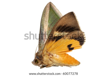 insect moth green and yellow isolated on white background